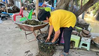 9. โครงการเรียนรู้ตามหลักปรัชญาของเศรษฐกิจพอเพียง (การเพาะเห็ดฟางในตะกร้า)