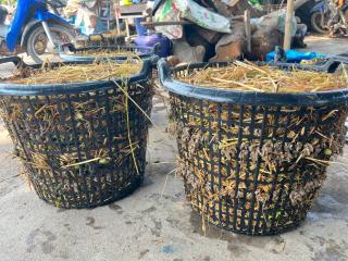 10. โครงการเรียนรู้ตามหลักปรัชญาของเศรษฐกิจพอเพียง (การเพาะเห็ดฟางในตะกร้า)