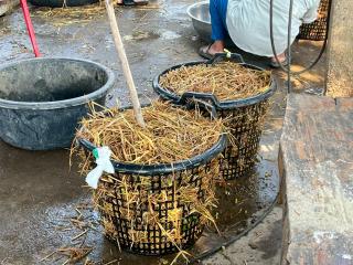 11. โครงการเรียนรู้ตามหลักปรัชญาของเศรษฐกิจพอเพียง (การเพาะเห็ดฟางในตะกร้า)