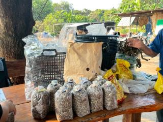 26. โครงการเรียนรู้ตามหลักปรัชญาของเศรษฐกิจพอเพียง (การเพาะเห็ดฟางในตะกร้า)