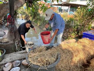 27. โครงการเรียนรู้ตามหลักปรัชญาของเศรษฐกิจพอเพียง (การเพาะเห็ดฟางในตะกร้า)