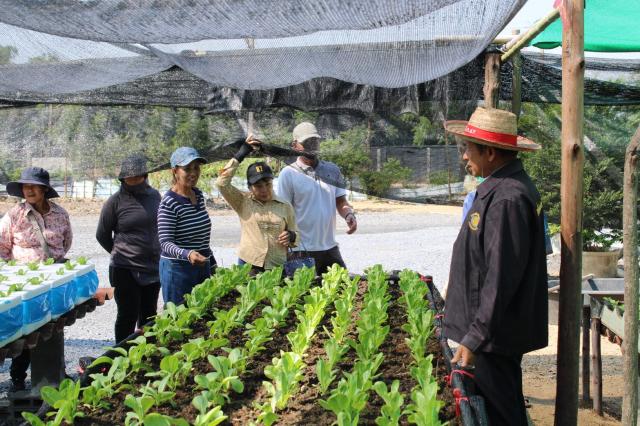 4. โครงการศูนย์ฝึกอาชีพชุมชน หลักสูตรการปลูกพืชผักเกษตรอินทรีย์ธรรมชาติ